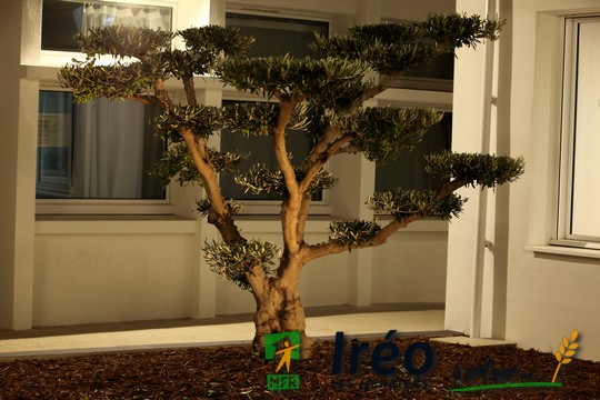 le patio