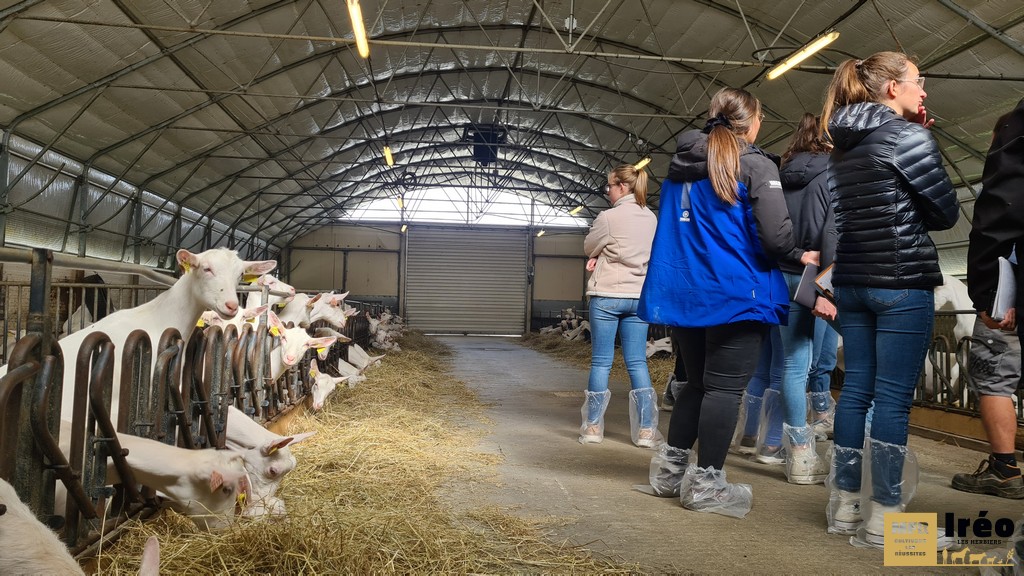 Visite de la stabulation des chevrettes