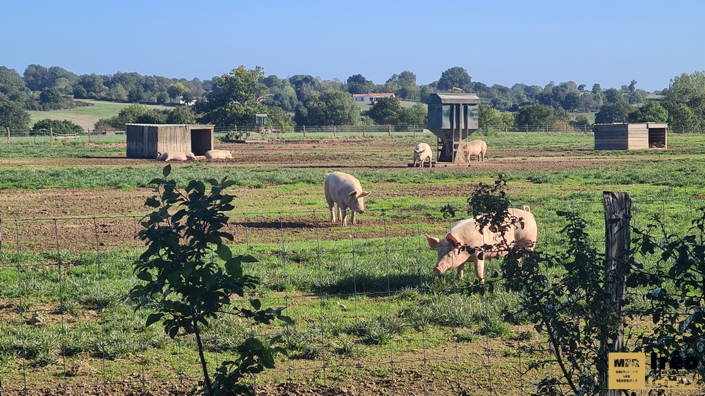 Porc en engraissement à l'EARL Mainard