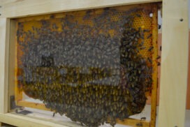 Atelier : Quiz sur l'apiculture + Ruche vitrée